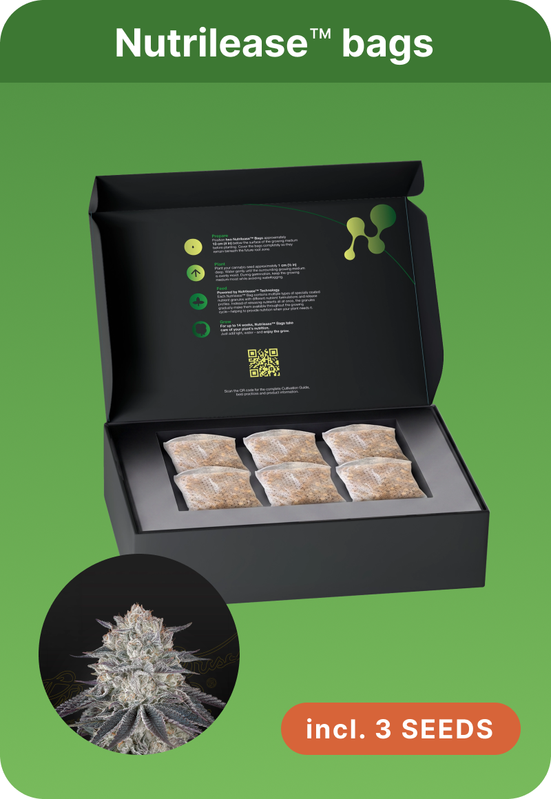 Franco´s Fullgas - Greenhouse Seeds