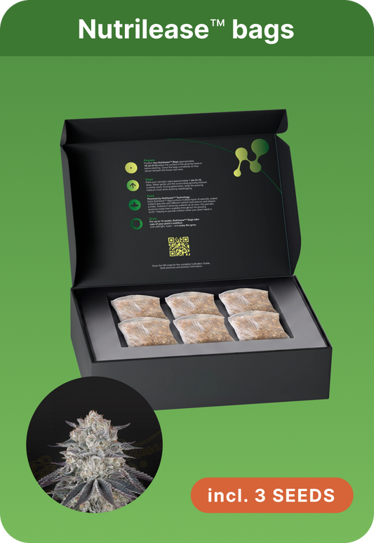 Franco´s Fullgas - Greenhouse Seeds